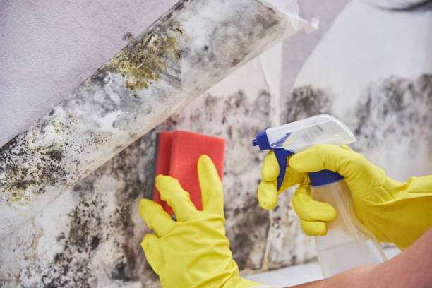 Reliable Grover, WY Mold Removal Services Solutions